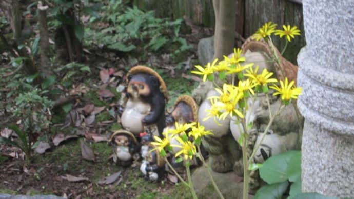 ツワブキが咲きほこっています