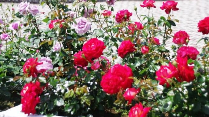 2022年 5月10日(火)の「荒川自然公園」(2)