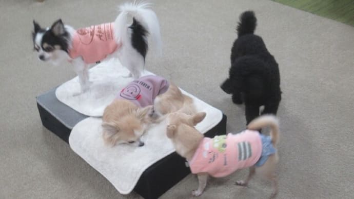 親愛なるBuddy Dogの皆様へ、