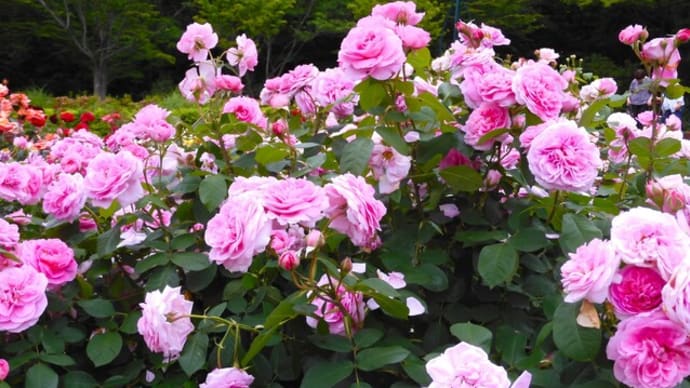 ２０２４・５・１９　横浜市こども植物園のバラ