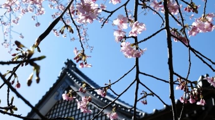 2021 昌龍寺の春景色
