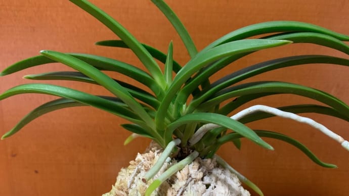 三翠殿