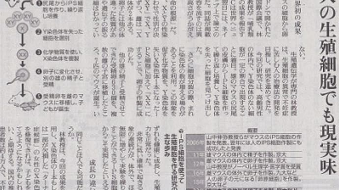「男性同士で子:倫理に課題」という衝撃的なタイトルです