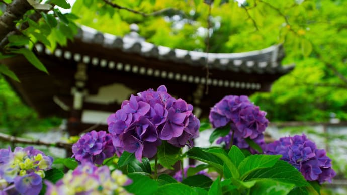 壺阪寺(南法華寺)