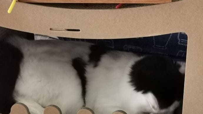 キャットマンション