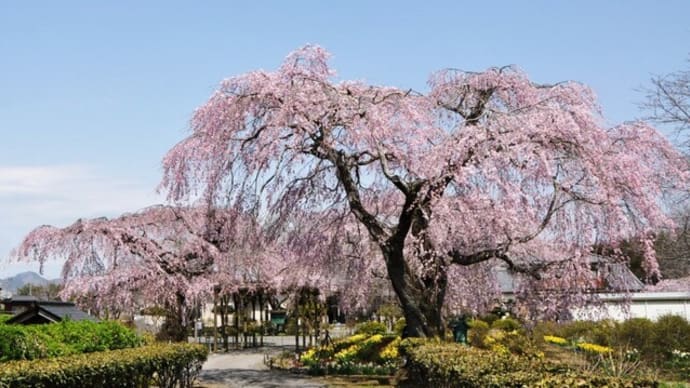 長福寺の枝垂れ桜と水仙