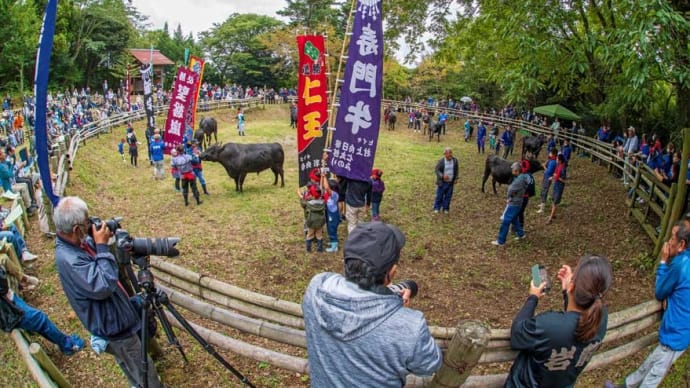 一夜嶽牛突き大会 隠岐の島町 五箇