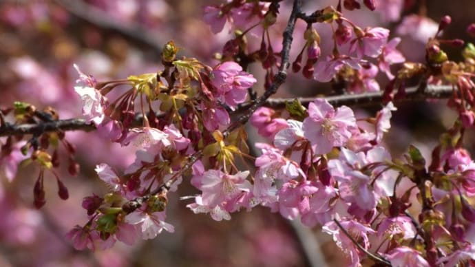 津久見市 四浦半島の河津桜