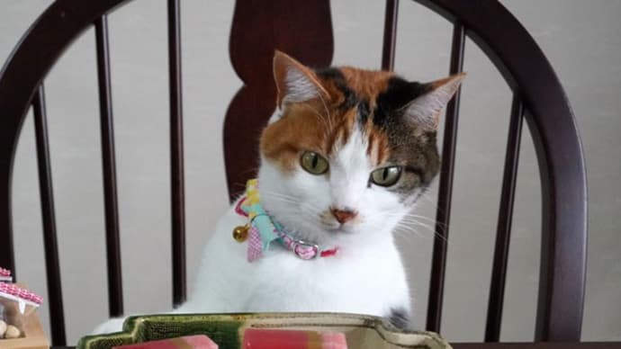 ねこちゃんの豆まき*節分2025