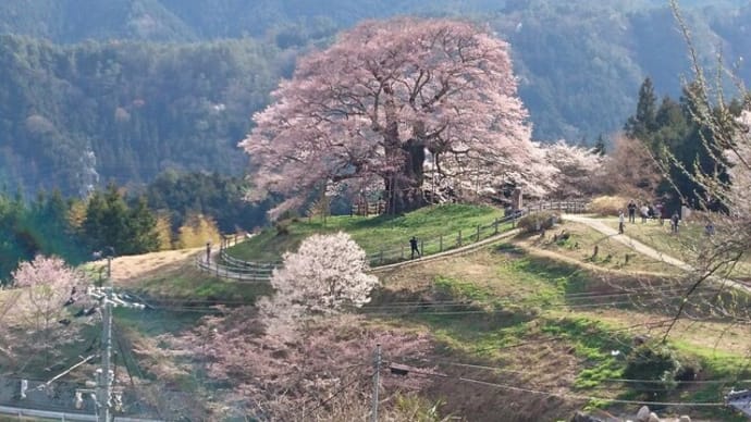 孤高の１０００年桜