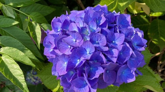 今年の紫陽花