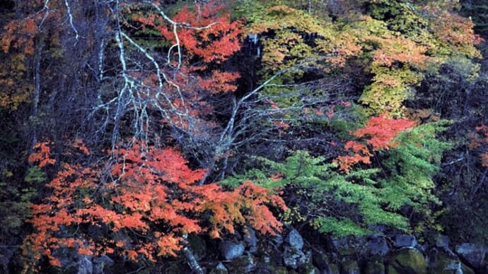 秋写真 紅葉 その4