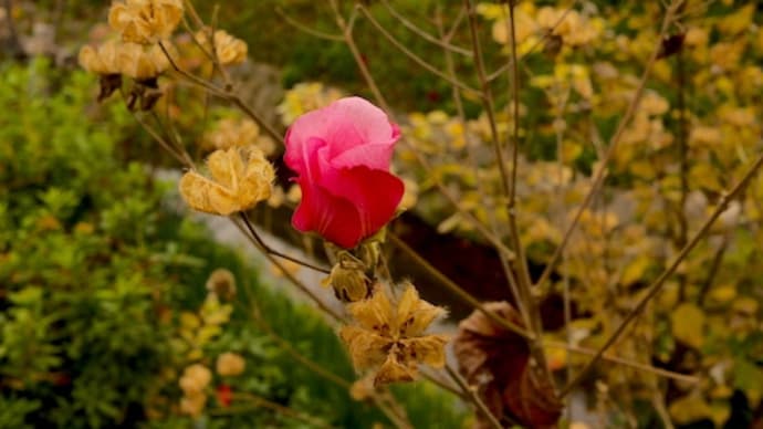枯芙蓉の紅一点？