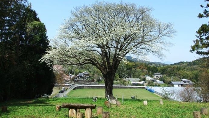 長沢「月光桜」勝手に満開宣言!