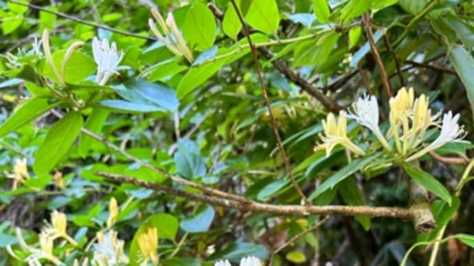 可愛いお花達