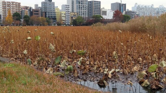 上野公園ちょこっと散歩(3)~一面枯蓮の不忍池蓮池