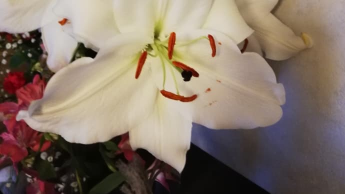バセットホルンて 何?