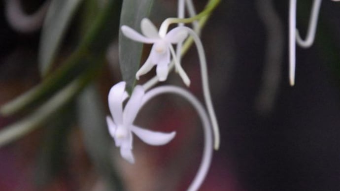 庭で咲く花たち フウランの白い花 8