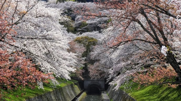 大津(22)琵琶湖疎水の桜