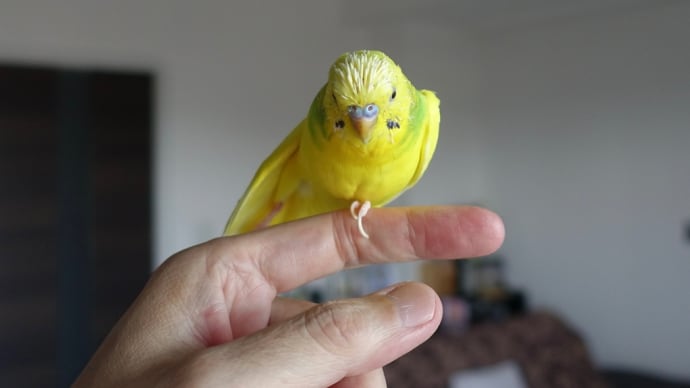 【3731】おしゃべりチャッピー・フォーエバー🦜💬