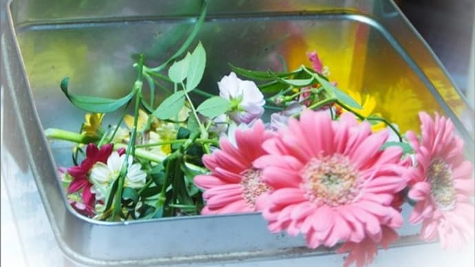 お庭の花でドライフラワーを作りましょう°˖✧◝(⁰▿⁰)◜✧˖°