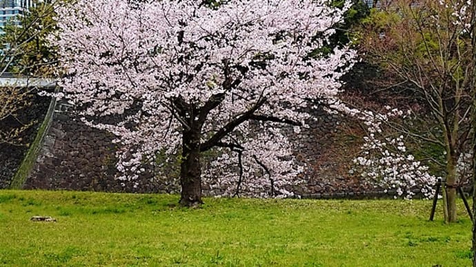 「乾通りの桜」／皇居
