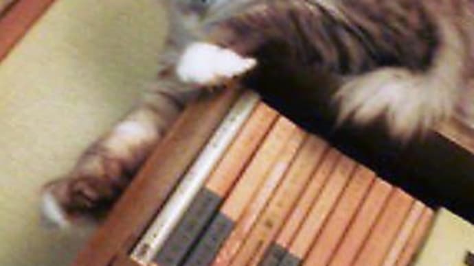 いろんなところから狙いうる特集