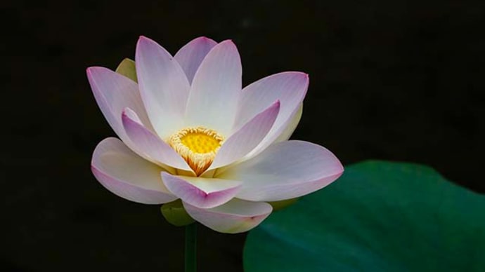舞妃蓮と紅舞妃蓮