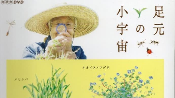 訃報 甲斐信枝