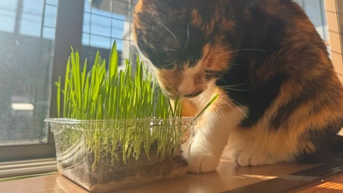 猫草サラダを召し上がれ～🥗