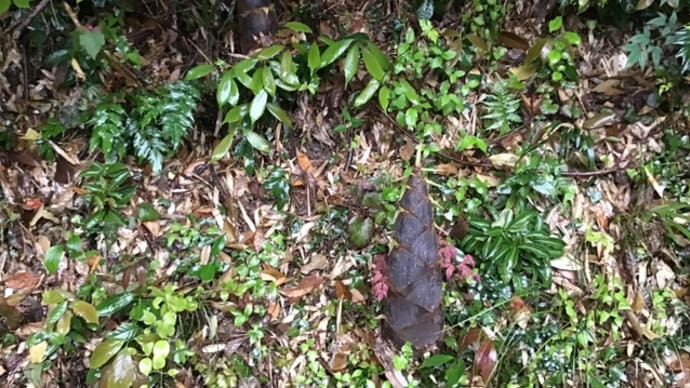 雨後のタケノコ!法面のタケノコ!