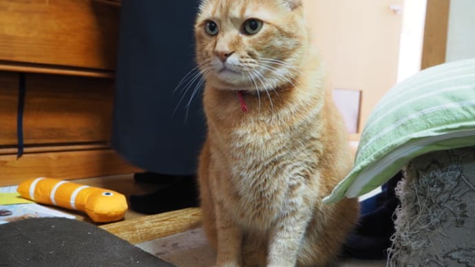 丸太小屋へ行きたくてー( ゚▽゚)ノ