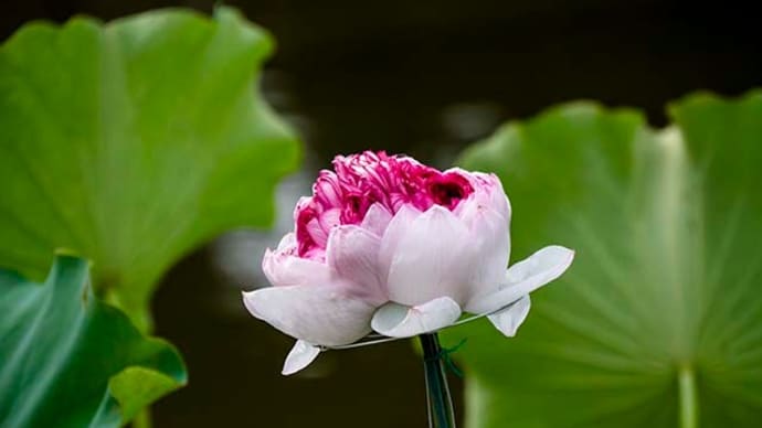 まだ咲いてる修景池とくちなしの花