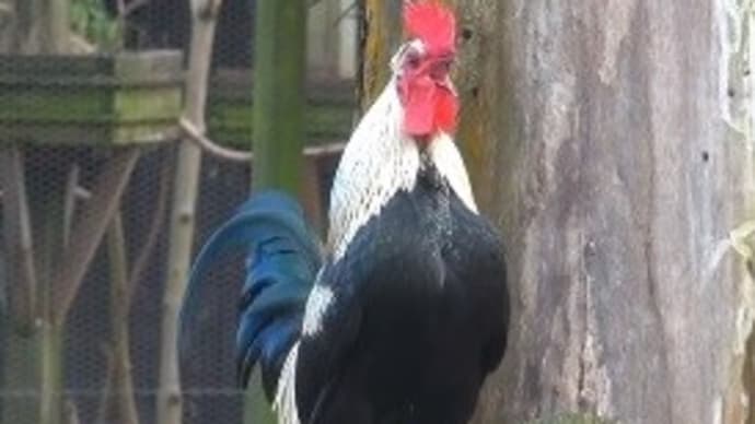 「東」字をアヅマと訓むことと枕詞「鶏が鳴く」について