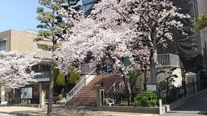 桜満開の芦屋教室
