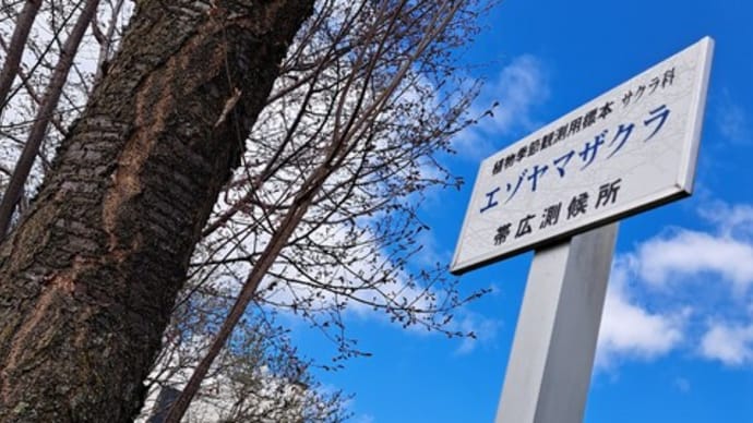 サクラ開花予想は23日と私的に自答しましたが...