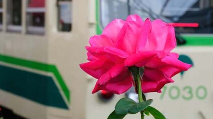 都電荒川線とバラの花