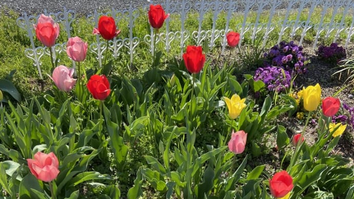 町内の花壇の手入れ
