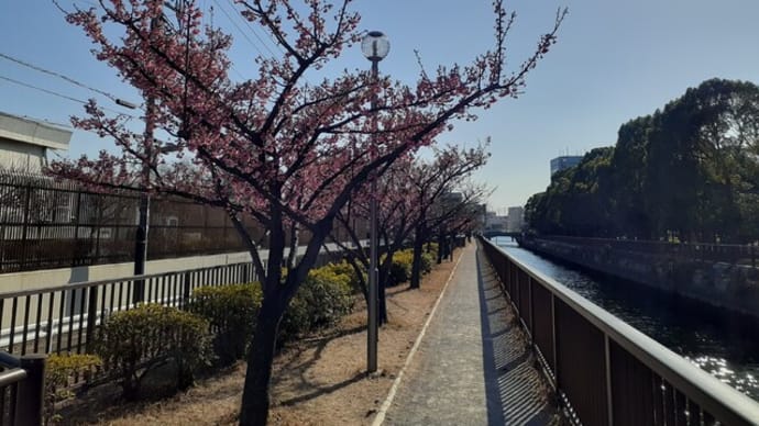 河津桜が満開!