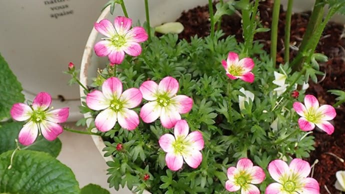 クモマグサ(雲間草)の花