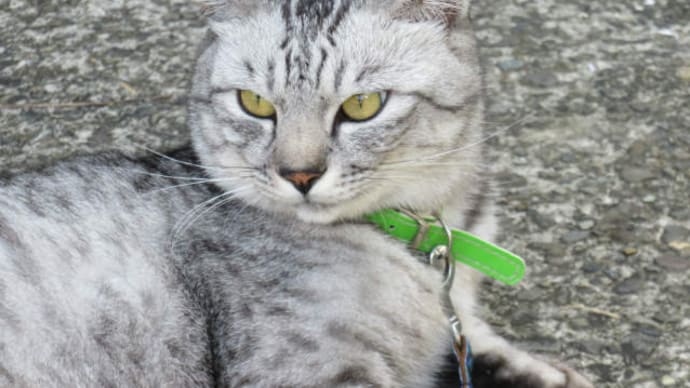 散歩で猫#48