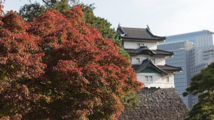皇居、靖国神社、神宮外苑の紅葉を楽しみました。
