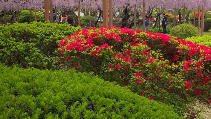 群馬県 前橋市 須賀の園 藤の花 藤 満開 入園無料