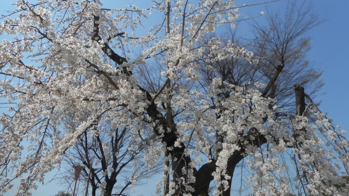 令和3年春　～桜便り～大阪城公園・・・・・・（2）