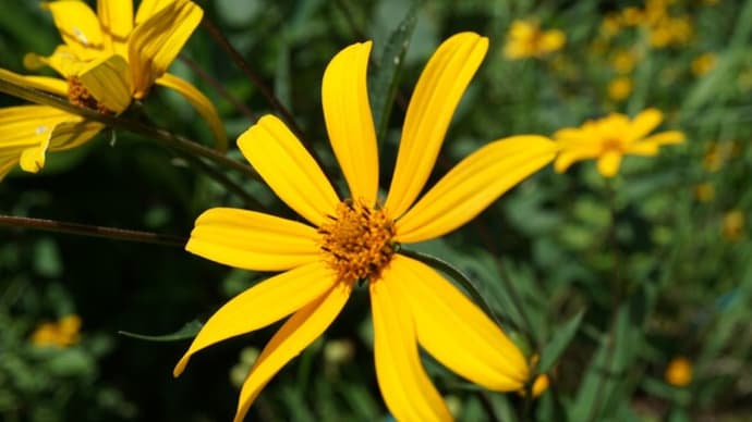 夏~秋の花:キクイモモドイ