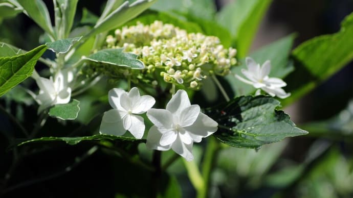 ガクアジサイ・ホワイトエンジェルの開花やら、まだまだ固いつぼみのキレンゲショウマのことなど
