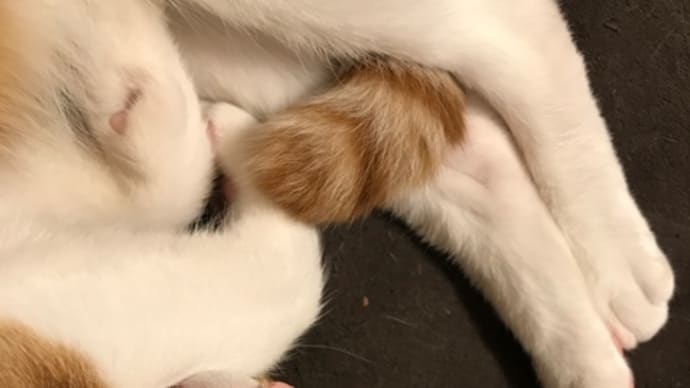 オーダー