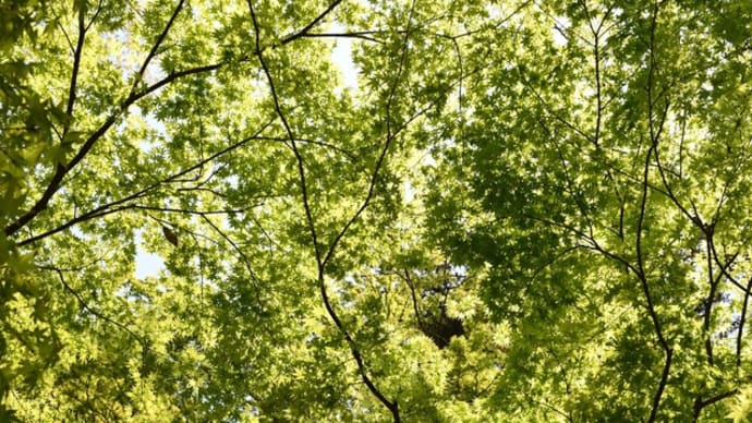 武田氏館跡で新緑散歩🍃(つづき)