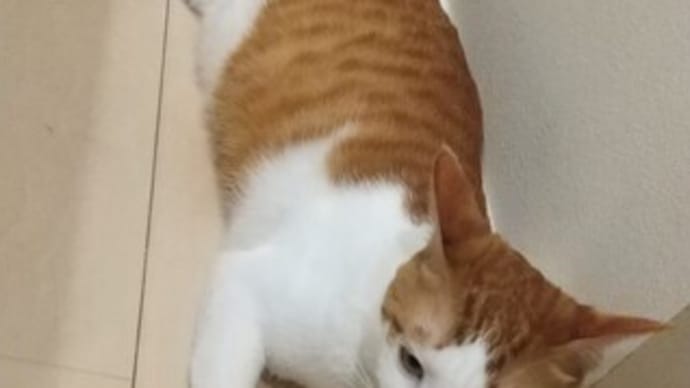 コロナ収束、終息、秋足、秋の足音……。