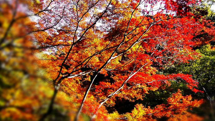 #28「もみぢ葉に色みえわかずちる紅葉」